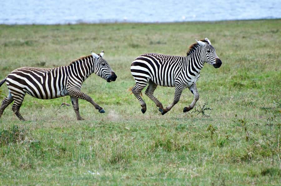 Group joining day trip to Lake Nakuru from Nairobi - Rhinos, lions, and the value of a good guide