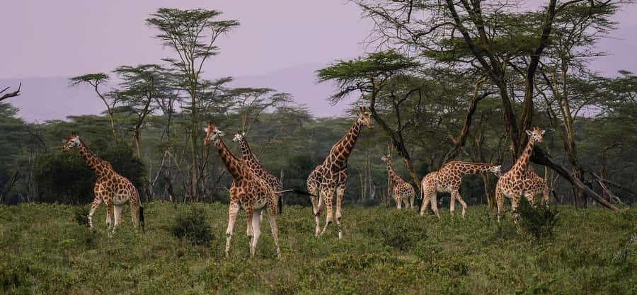 Group joining day trip to Lake Nakuru from Nairobi - Waterfall, lake views, and nature walks