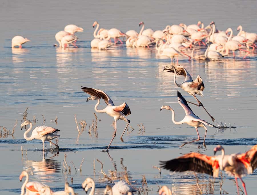 Group joining day trip to Lake Nakuru from Nairobi - What the $145 price really covers