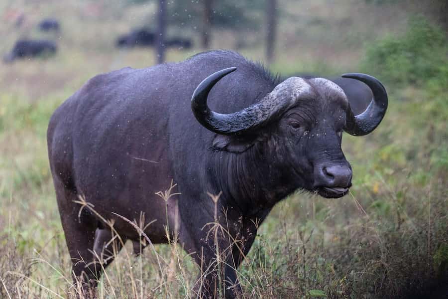 Group joining day trip to Lake Nakuru from Nairobi - Timing, comfort, and what to bring