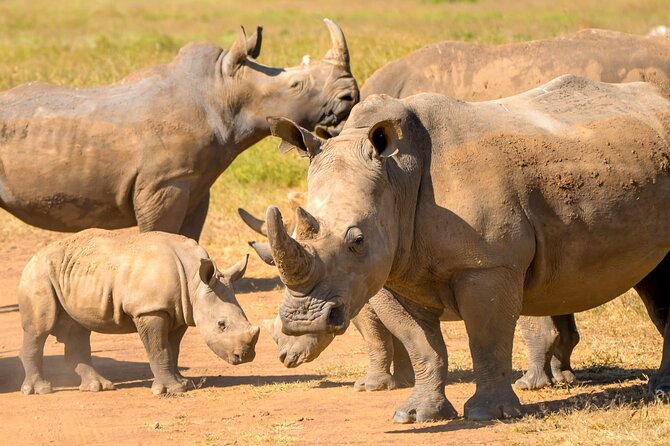 Half-Day Nairobi National Park Private Tour with admission - Why Nairobi National Park works for a short visit