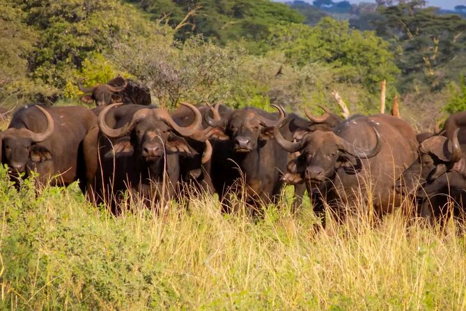 Half-Day Nairobi National Park Private Tour with admission - A closer look at the four-hour game drive