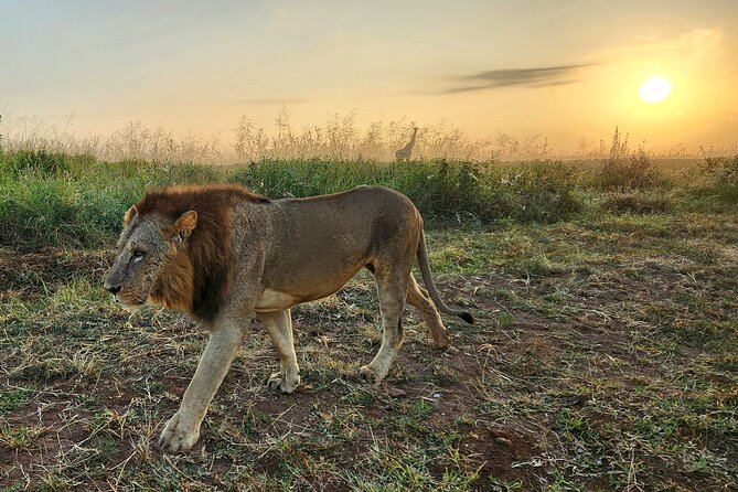 Half-Day Nairobi National Park Private Tour with admission - Kobe Tough Beads and Leather: a useful cultural finish