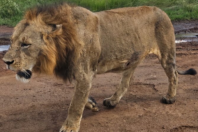 Half-Day Nairobi National Park Private Tour with admission - Who will get the most from this tour?