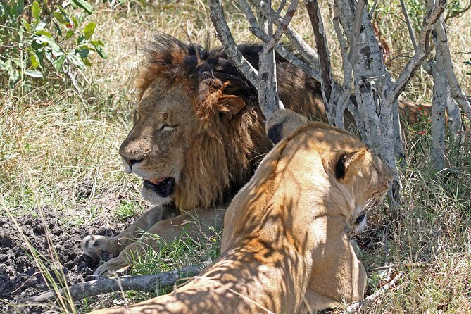 Half-Day Nairobi National Park Private Tour with admission - Making a layover work without cutting it too close