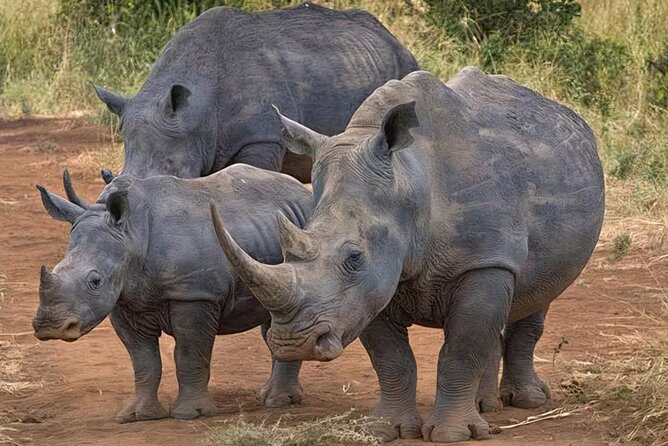 Half-Day Nairobi National Park Private Tour with admission - Searching for lions, rhinos, buffalo, and leopard