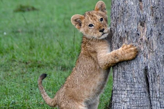 Half-Day Nairobi National Park Safari from Nairobi with Free Pickup - Why Nairobi National Park is such a useful safari choice