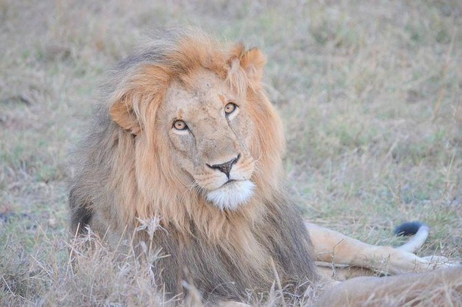 Half-Day Nairobi National Park Safari from Nairobi with Free Pickup - Inside the park: what your six hours can include