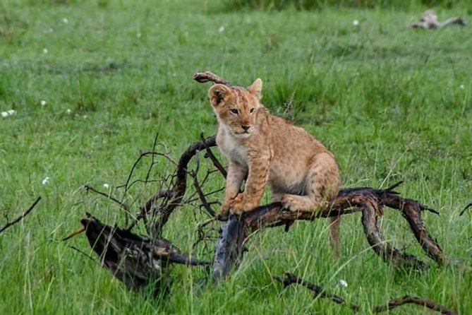 Half-Day Nairobi National Park Safari from Nairobi with Free Pickup - The best animals to look for