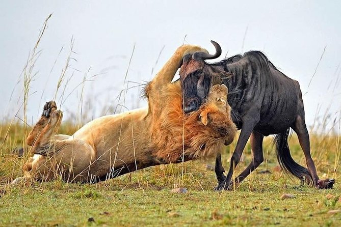 Half-Day Nairobi National Park Safari from Nairobi with Free Pickup - Price: affordable at first glance, less so after the fee