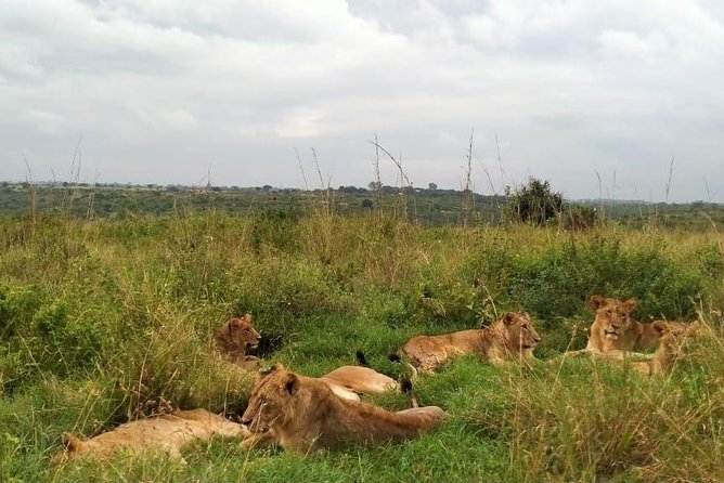 Half-Day Nairobi National Park Safari from Nairobi with Free Pickup - Making the most of a morning or airport stop