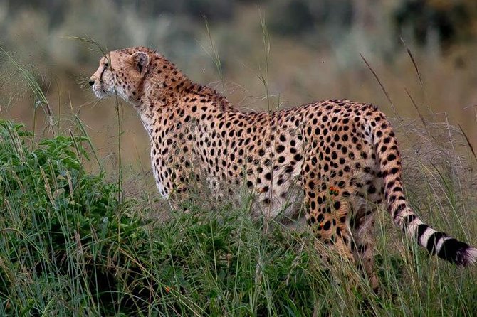 Half-Day Nairobi National Park Safari from Nairobi with Free Pickup - What the strongest outings have in common
