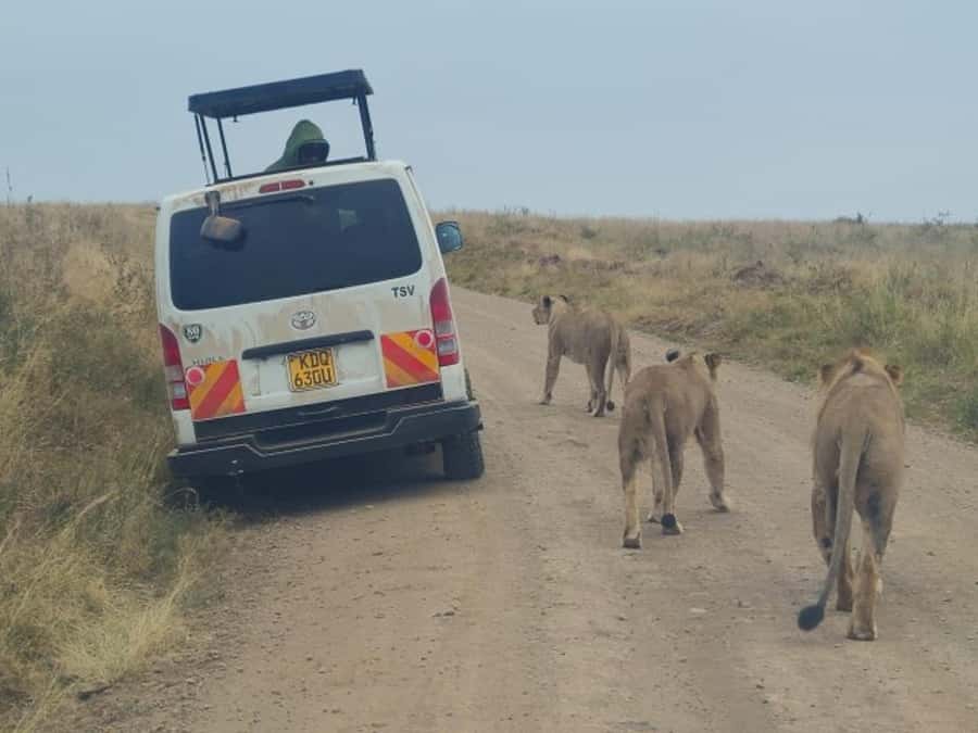 Half day Nairobi National Park with free pick up - Nairobi National Park, where city and wildlife meet