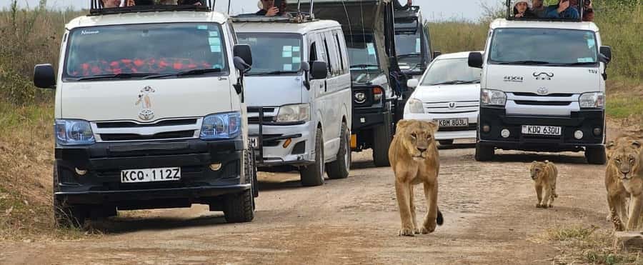 Half day Nairobi National Park with free pick up - Registration, park fees, and the first wildlife search