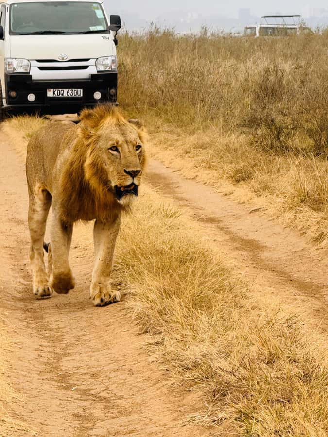 Half day Nairobi National Park with free pick up - Looking for rhinos, giraffes, lions, and more