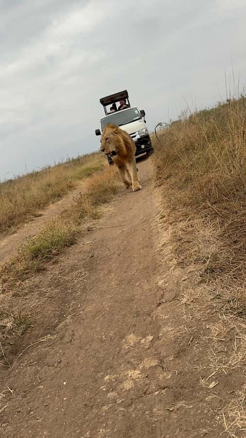 Half day Nairobi National Park with free pick up - The Elephant Orphanage adds a conservation lesson