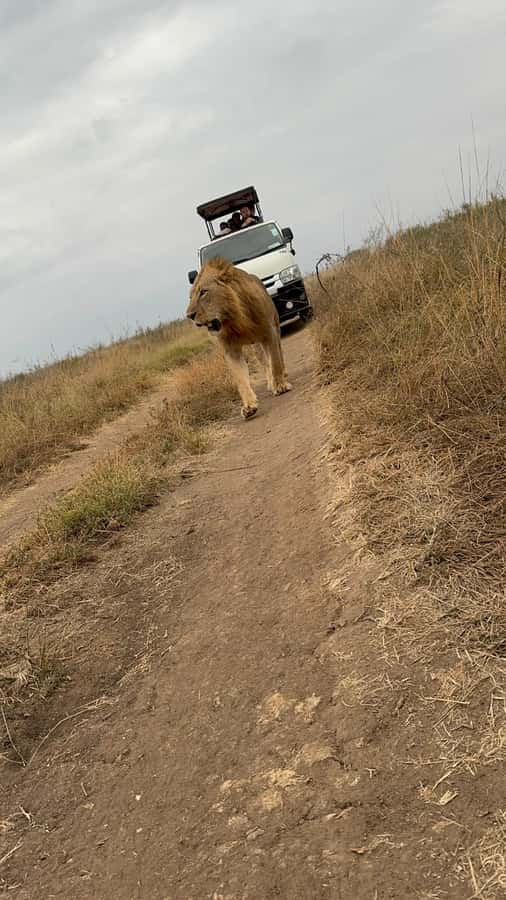 Half day Nairobi National Park with free pick up - What the $55 price really gives you