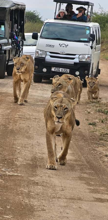 Half day Nairobi National Park with free pick up - The early pickup and ride into the park