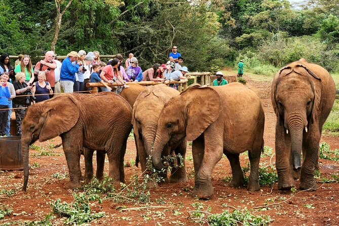 Half day tour to Elephant orphanage & Giraffe Centre Nairobi - Why this six-hour Nairobi outing works