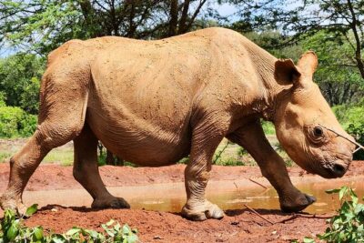 Half day tour to Elephant orphanage & Giraffe Centre Nairobi
