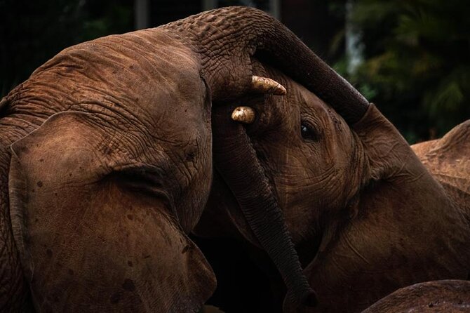 Half day tour to Elephant orphanage & Giraffe Centre Nairobi - Optional Karen Blixen Museum and Nairobi National Park
