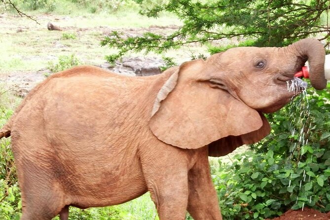 Half day tour to Elephant orphanage & Giraffe Centre Nairobi - The private guide makes the timing matter