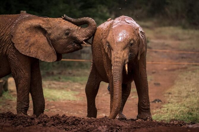 Half day tour to Elephant orphanage & Giraffe Centre Nairobi - What the $95 price really covers