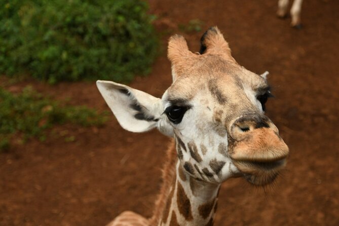 Half day tour to Elephant orphanage & Giraffe Centre Nairobi - Who should book this Nairobi tour