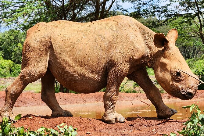 Half day tour to Elephant orphanage & Giraffe Centre Nairobi - Sheldrick Wildlife Trust from 11 a.m. to noon