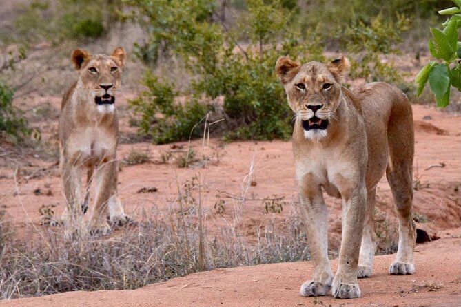 Half day wildlife tour to Nairobi National Park Game Drive with Pickup/Drop off - Key points to know before you book