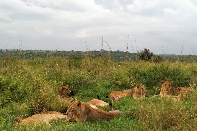 Half day wildlife tour to Nairobi National Park Game Drive with Pickup/Drop off - Nairobi National Park gives you a safari without leaving the city