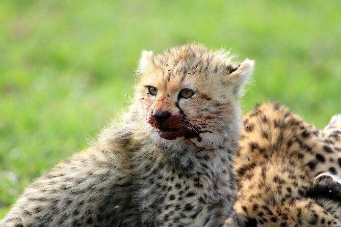 Half day wildlife tour to Nairobi National Park Game Drive with Pickup/Drop off - Rhinos, lions, zebras, and the luck of the search