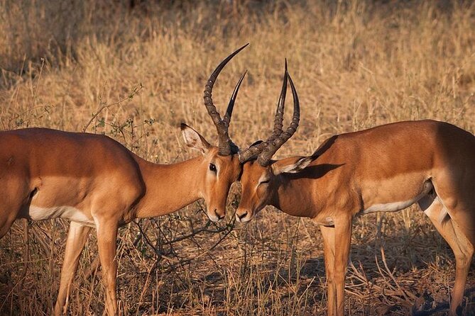 Half day wildlife tour to Nairobi National Park Game Drive with Pickup/Drop off - The Ivory Burning Site adds meaning to the morning