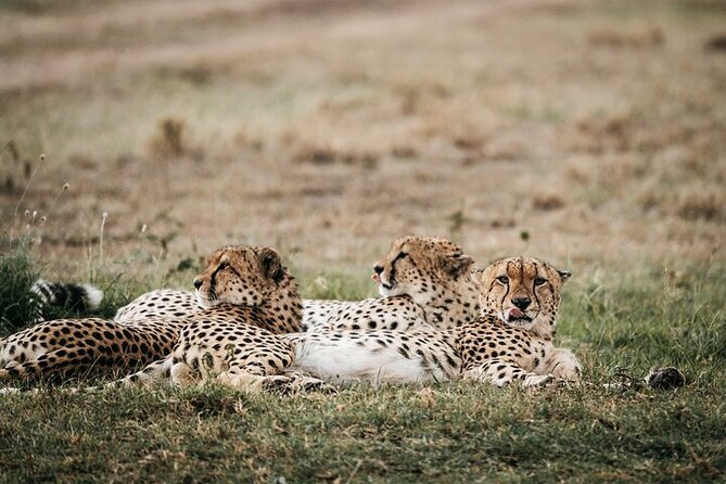 Half day wildlife tour to Nairobi National Park Game Drive with Pickup/Drop off - What the $45 price really covers