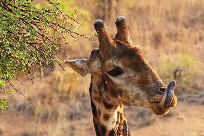 Half day wildlife tour to Nairobi National Park Game Drive with Pickup/Drop off - Who will get the most from this Nairobi safari