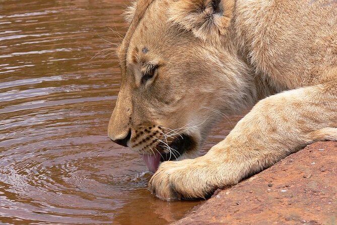 Half day wildlife tour to Nairobi National Park Game Drive with Pickup/Drop off - What the four-hour game drive feels like