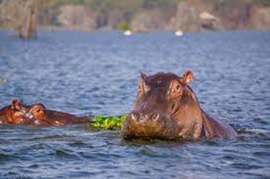 HELL'S GATE AND LAKE NAIVASHA BOAT RIDE FROM NAIROBI. - What the $75 price really covers