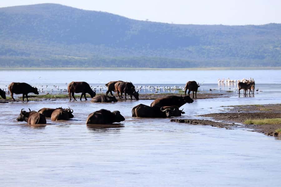 Hell's Gate and Lake Naivasha Guided Day Trip - Cycling among zebra and giraffes at Hell’s Gate