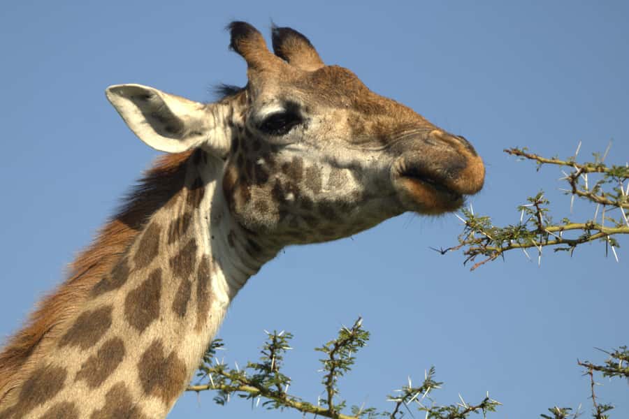 Hell's Gate & Lake Naivasha: Bike Tour, Hike & Boat Ride - Deciding on the Fishermans Camp Overnight