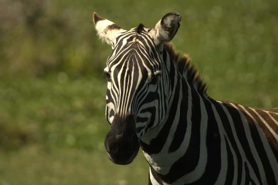Hell's Gate & Lake Naivasha: Bike Tour, Hike & Boat Ride - Who Will Enjoy This Experience Most