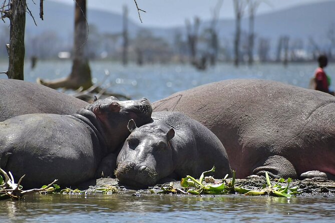 Hell's Gate National Park and Lake Naivasha Private Tour - The guide can shape the whole day