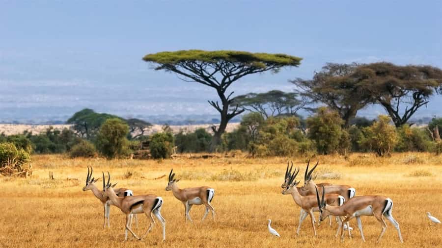 Hells Gate National Park and Lake Naivasha Day Tour - Walking through the gorges and seeing Fishers Tower