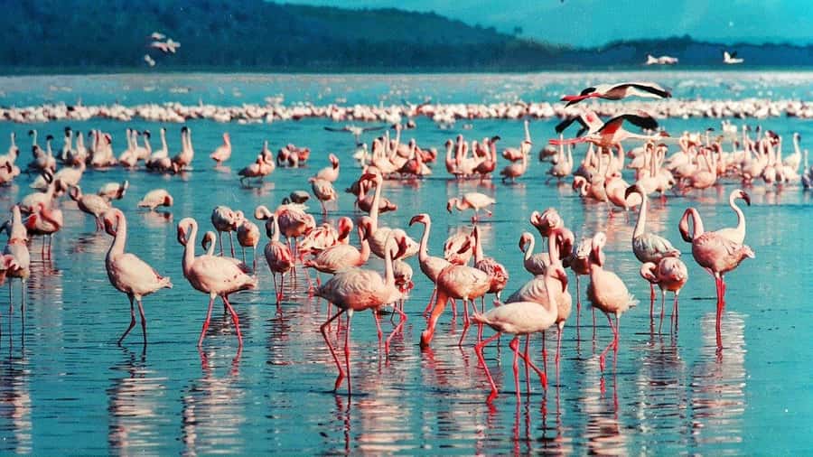 Hellsgate and Lake Naivasha Day Trip from Nairobi - Key points to know before booking