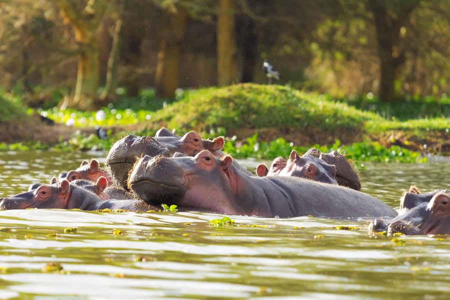 Hellsgate and Lake Naivasha Day Trip from Nairobi - A lively route from Nairobi to the Rift Valley