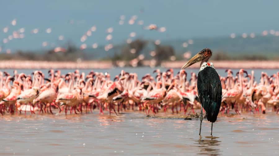 Hellsgate and Lake Naivasha Day Trip from Nairobi - Who will enjoy this day most