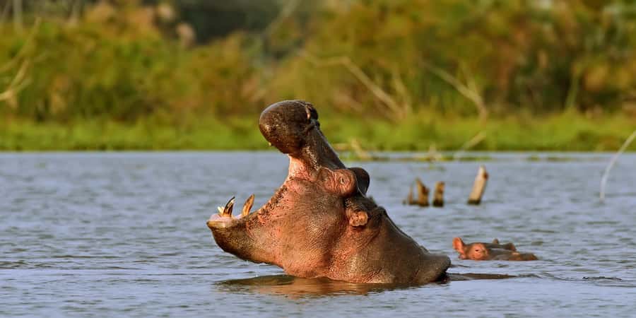 Hellsgate and Lake Naivasha Day Trip from Nairobi - Should you book the Hells Gate and Lake Naivasha trip?