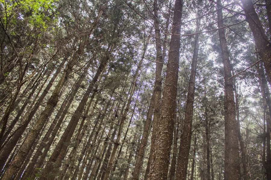 Hike in The Karura Forest - Karura Forest, Nairobi’s leafy escape