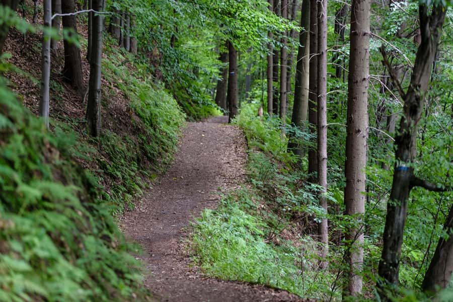 Hike in The Karura Forest - Wildlife, birds, and realistic expectations