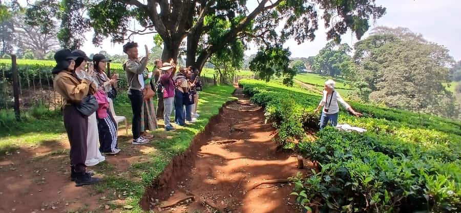 Kaimbethu tea farm tour and lunch package - A homemade lunch that takes its time
