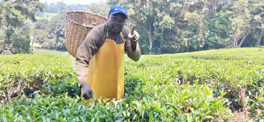 Kaimbethu tea farm tour and lunch package - Group size, guides, and language